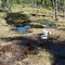 bear_track_01