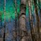 Full moon, boreal forest & aurora