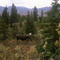 Moose