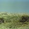 Chugach Mtns. 1977