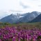 wildflowers in july