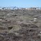 Boneyard, Gambell, St. Lawrence Is., AK