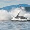 ジャンピング ザトウクジラ　Humpback Whale