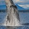 ジャンピング ザトウクジラ　Humpback Whale