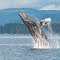 ジャンピング ザトウクジラ　Humpback Whale