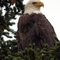 The most favorite bird -Haines, Alaska-