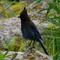 Steller's Jay