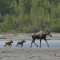 moose cow with calves