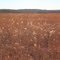 Coblentz Prairie