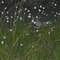 Etherial Flowers