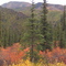 Fall Colors of Denali