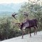 caribou in denali - aug 2001