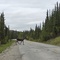 Bull Moose on the road