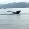 Whale Tail