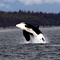 Orca breech, Auke Bay