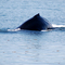 A Humpback Whale at Juneau