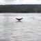 Humpback taking a deep dive. Whale watching, Juneau