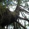 Grotesque Branches (a scary tree)