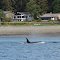 Auke Bay, Ak -  (Orcinus Orca) Killer Whale