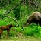 Moose and babies in Sutton Alaska
