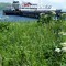 State Ferry Tustumena at False Pass