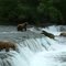 Bears fishing at brooks Falls