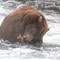 Alaska - katmai National Park