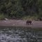Watch out! Bears around!