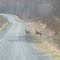 Blacktail Deer