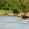Moose family on Salmon River -- rickus123