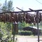 Salmon drying