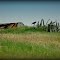 Remains of Whale Bone Hut