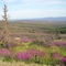 Fireweed, _Epilobium angustifolium_