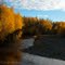 Bright birch, autumn