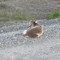 Arctic Fox