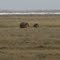 2010-06-30 Musk Oxen in the distance. Looking E from the Dalton Hwy.