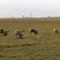 2010-06-30 Caribou with Deadhorse airport in the distance. Looking North.