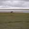 Caribou in Prudhoe Bay - Toundra