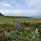 Sand Point, AK view NW