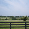 Horse Farm near Versailles, Ky