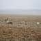 Santa's reindeer in summer pasture