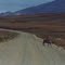 Caribou near Teller