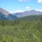 East from Trail -Cantwell AK 7-9-2010