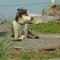 Sled dog waiting for winter