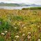 Akun Island, wildlfowers