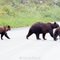 Plethora of Brown Bears