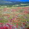 Autumn Colors Above Treeline, Kenai Penninsula