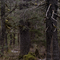 Forest at Bear Lake