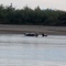 Seals on the Noatak River