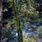 Mossy Tree in Oregon's Coast Range